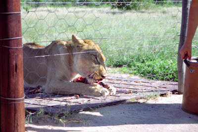 Lioness feeding at Harnas