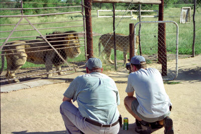 Andre and Sean watch the lions at Harnas