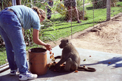 A day at Harnas involves feed animals from sun up to sun down.