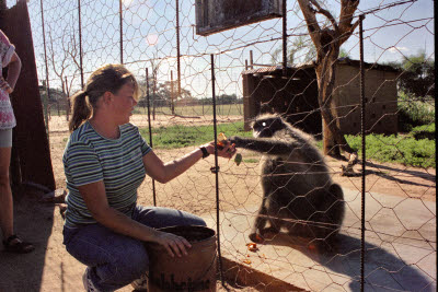 Guide feeds baboon at Harnas