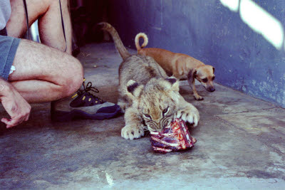 Lion cub has a snack at Harnas