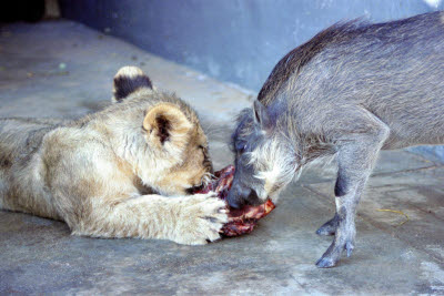 Lion cub shares a meal with a warthog