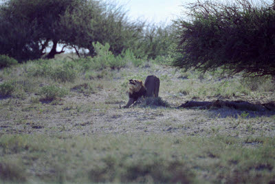 Lion stretches in Etosha