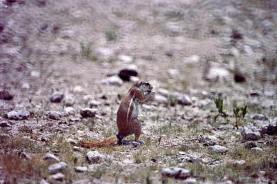 Squirrel of Etosha