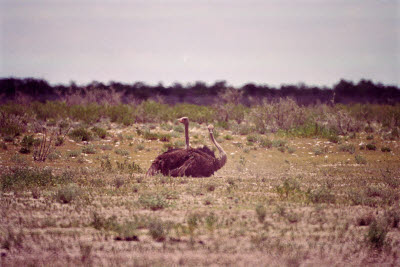 Ostrich taking a dust bath