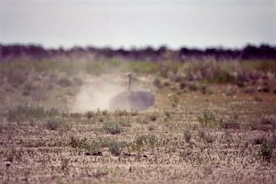 Ostrich taking a dust bath