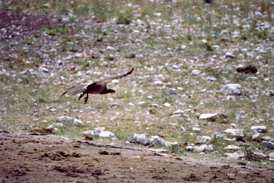 Vultures of Etosha