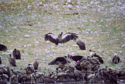 Vultures of Etosha