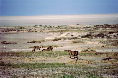 Pride of lions search for a meal