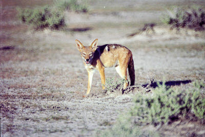 Jackal wanders Etosha