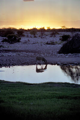 Zebra getting an evening drink