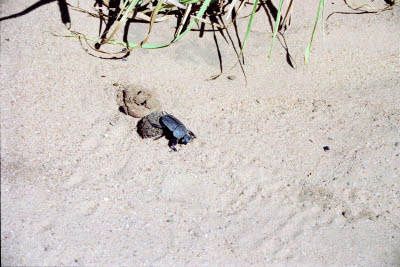 Dung beetle doing its job