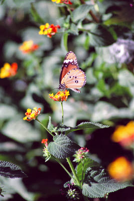 Butterfly in the courtyard at Harnas