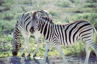 Zebra of Etosha