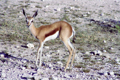 Springbok of Etosha