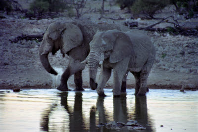 Elephant at Okaukuejo, Etosha