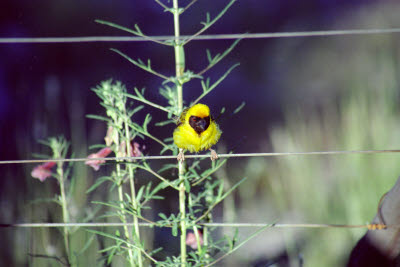 Weaver on fence