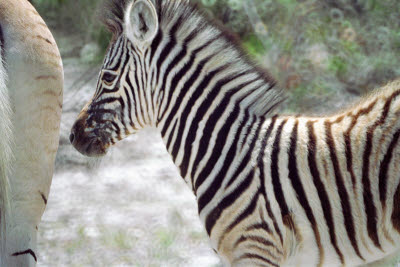 Zebra in Etosha