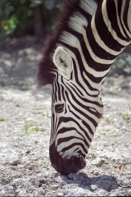 Zebra in Etosha