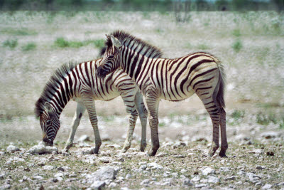 Zebra in Etosha