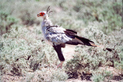 Ethosa Secretary Bird