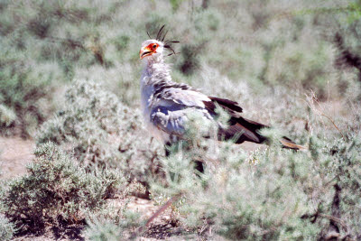 Ethosa Secretary Bird