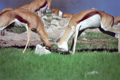 Sprinkbok play on the lawn at Okaukuejo watering hole