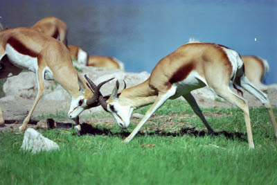 Sprinkbok play on the lawn at Okaukuejo watering hole