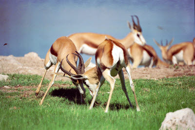 Sprinkbok play on the lawn at Okaukuejo watering hole