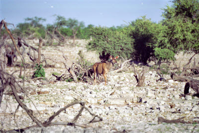 Kudu at Etosha