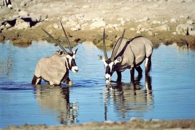 Gemsbok drinking