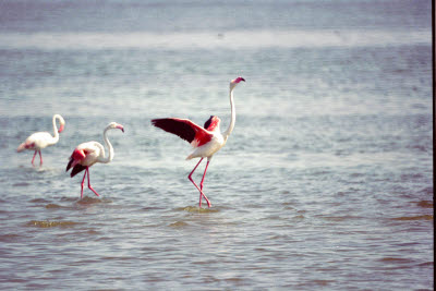 Flamingo in Walvis Bay