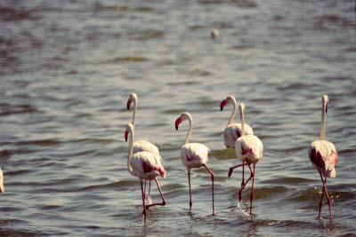 Flamingo in Walvis Bay