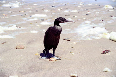 Cormorant on Namibian Coast