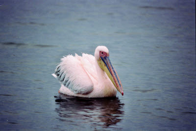 Pelican in Walvis Bay