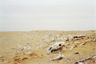 Remains of diseased horses killed by the German army