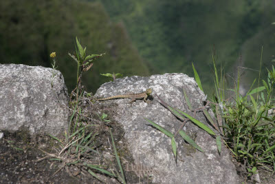 Machu Picchu, Peru