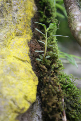 Flora on the Inca Trail