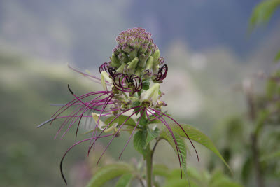 Flora on the Inca Trail