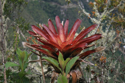 Flora on the Inca Trail