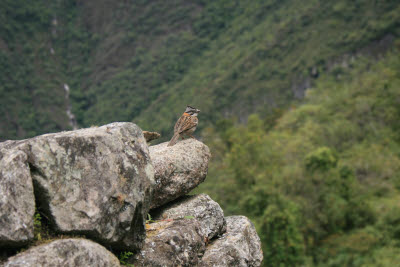 Machu Picchu, Peru