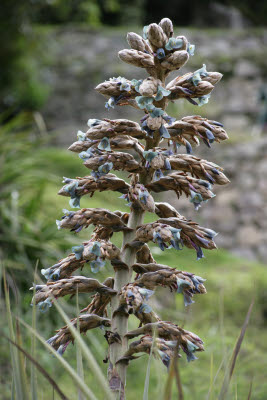 Flora on the Inca Trail