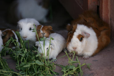 Guinea Pig (Cuy), Raqchi, Peru