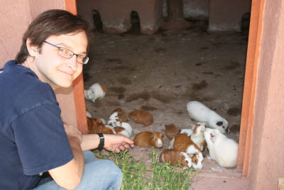 Guinea Pig (Cuy), Raqchi, Peru