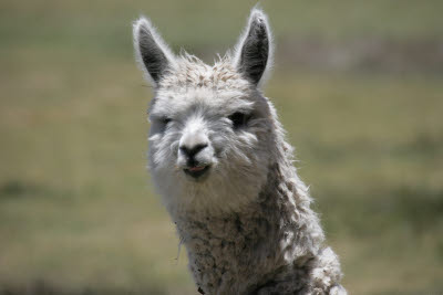 Llama in Raqchi, Peru