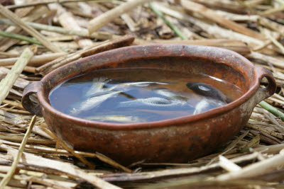 Fish of Lake Titicaca, Peru