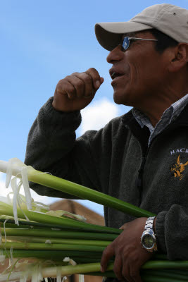 Eating Reeds, Uros Islands, Lake Titicaca, Peru