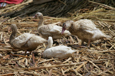 Uros Islands, Lake Titicaca, Peru