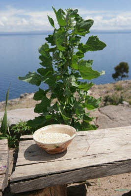 Quinua plant, Tequile Island, Lake Titicaca, Peru