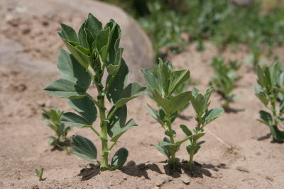 Quinua plant, Tequile Island, Lake Titicaca, Peru